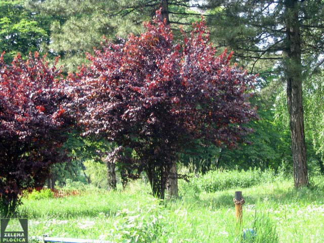 Prunus Pissardii